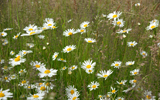 marguerites